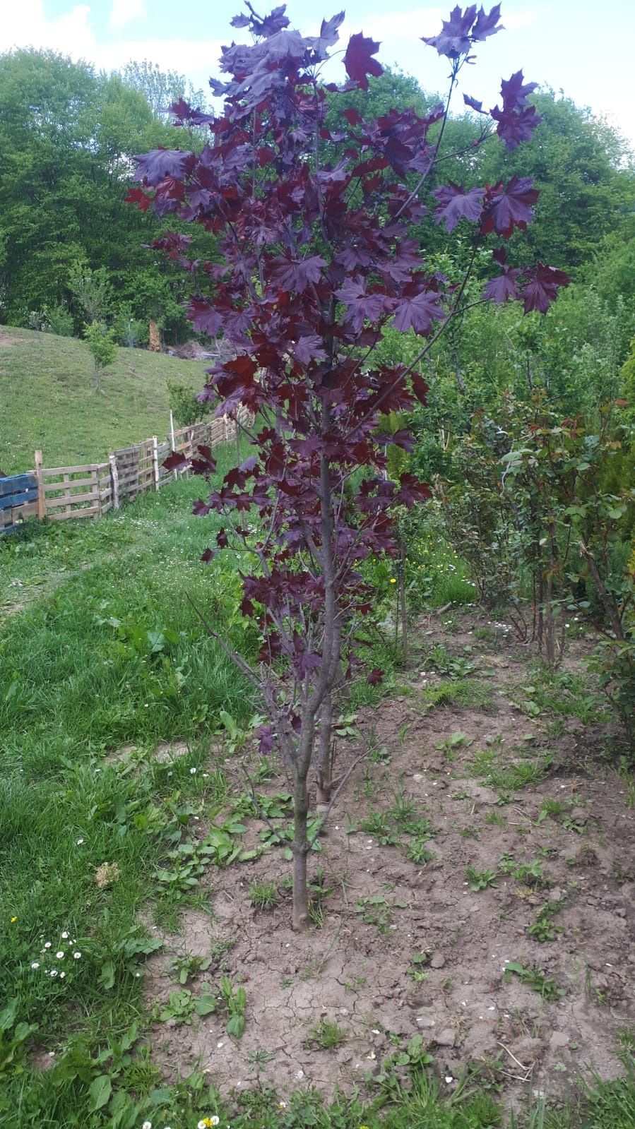 Tuia smarand copaci ornamentali Platan Pini Brazi Mesteacăn etc nr tef