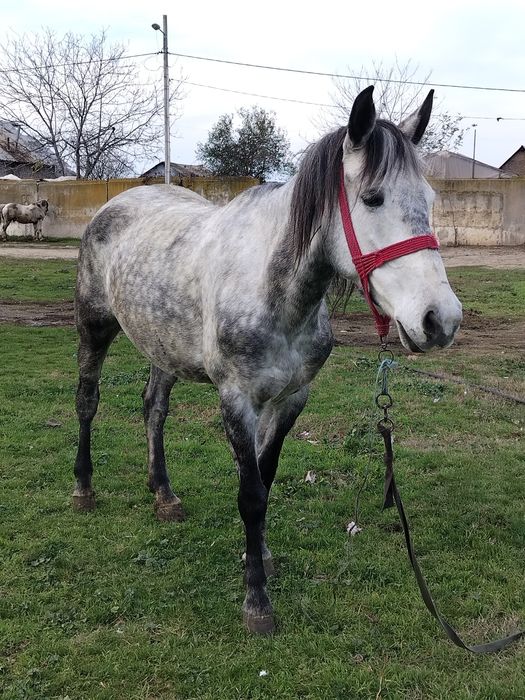 Vând iapă de 5 ani orice probă