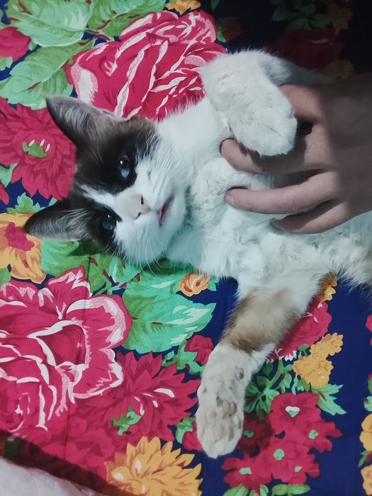 Zotor Mishiğ sotiladi