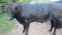 Tauri Angus certificat de origine
