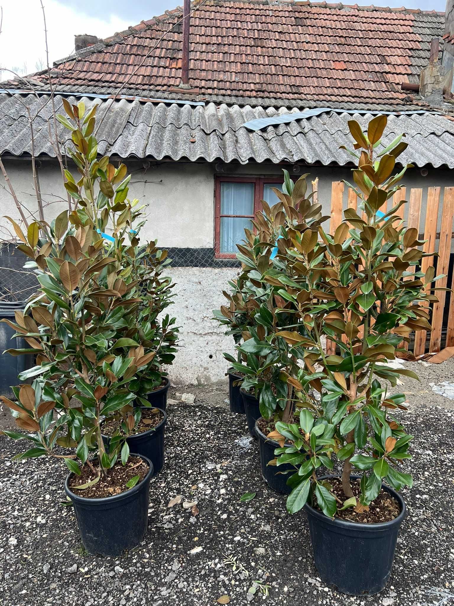 Mangolia Grandiflora Maslin Secular , Photinia RedRobin , PonPon