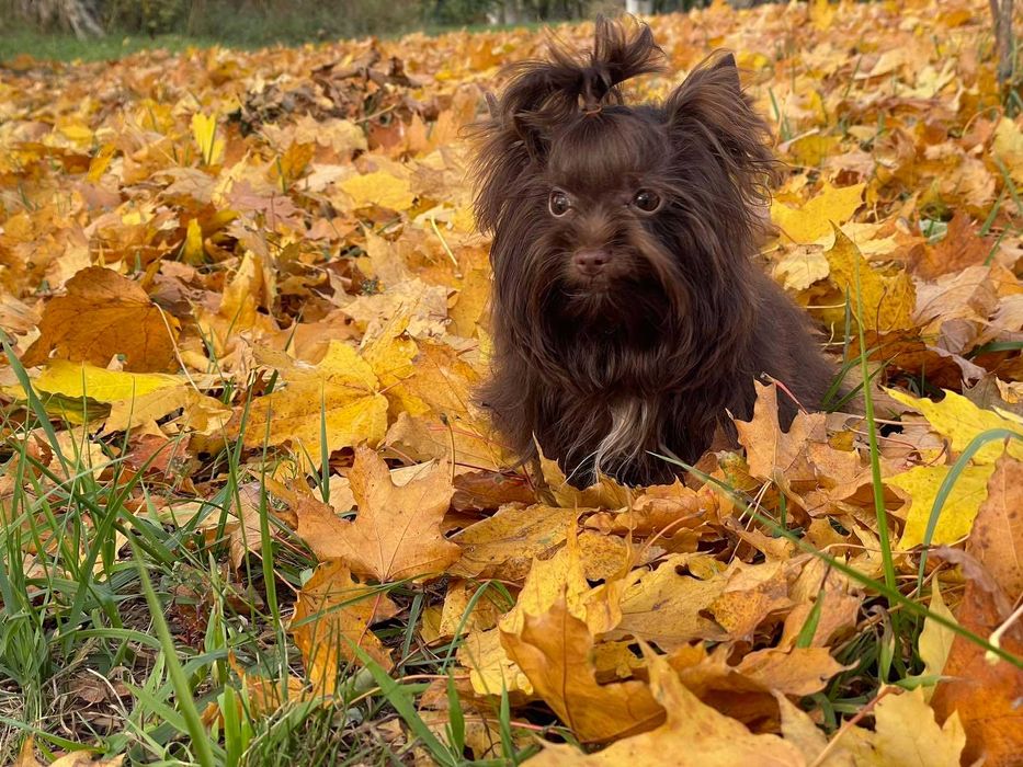 йоркшир териер с родословие