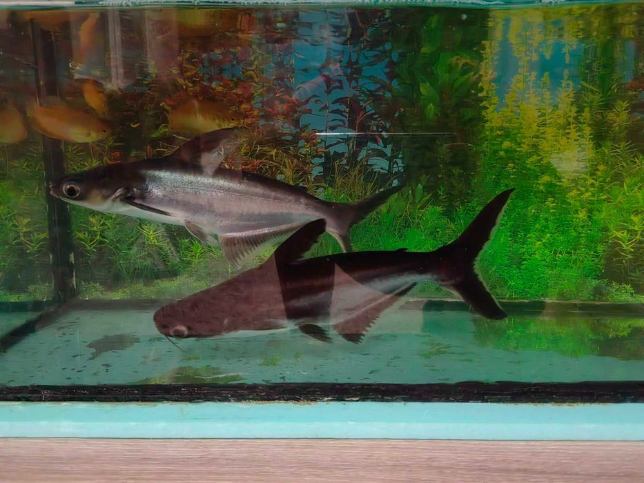 Декоративни акули Пангас