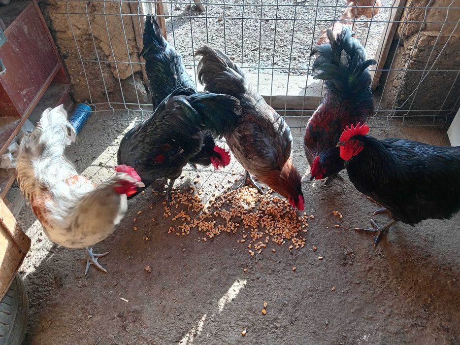 Vând cocoși tineri