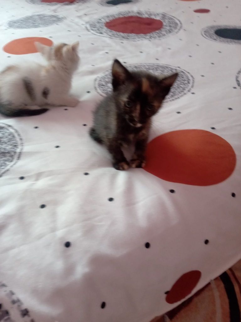 Micuțe prințese blanoase