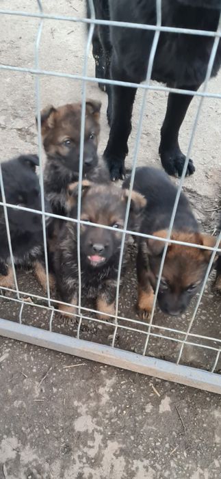 Donez cățeluși lup