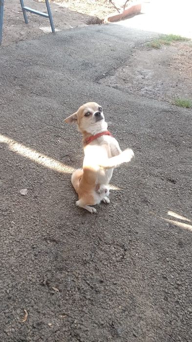 Чихуахуа на вязку кобель