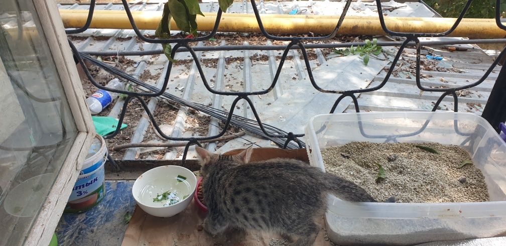 Кошка   Мушук  жуда уйинкарок