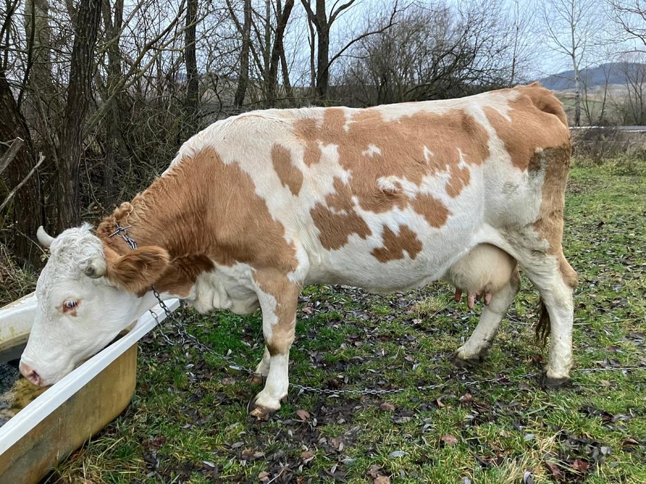 Vand vaca baltata romaneasca