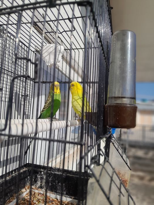 Valnisti Para 230000 so'm