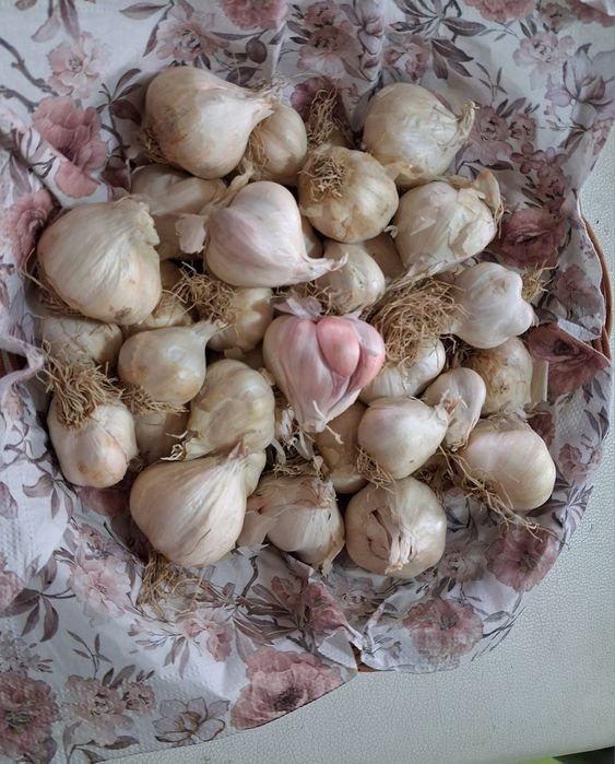 Usturoi 100% românesc