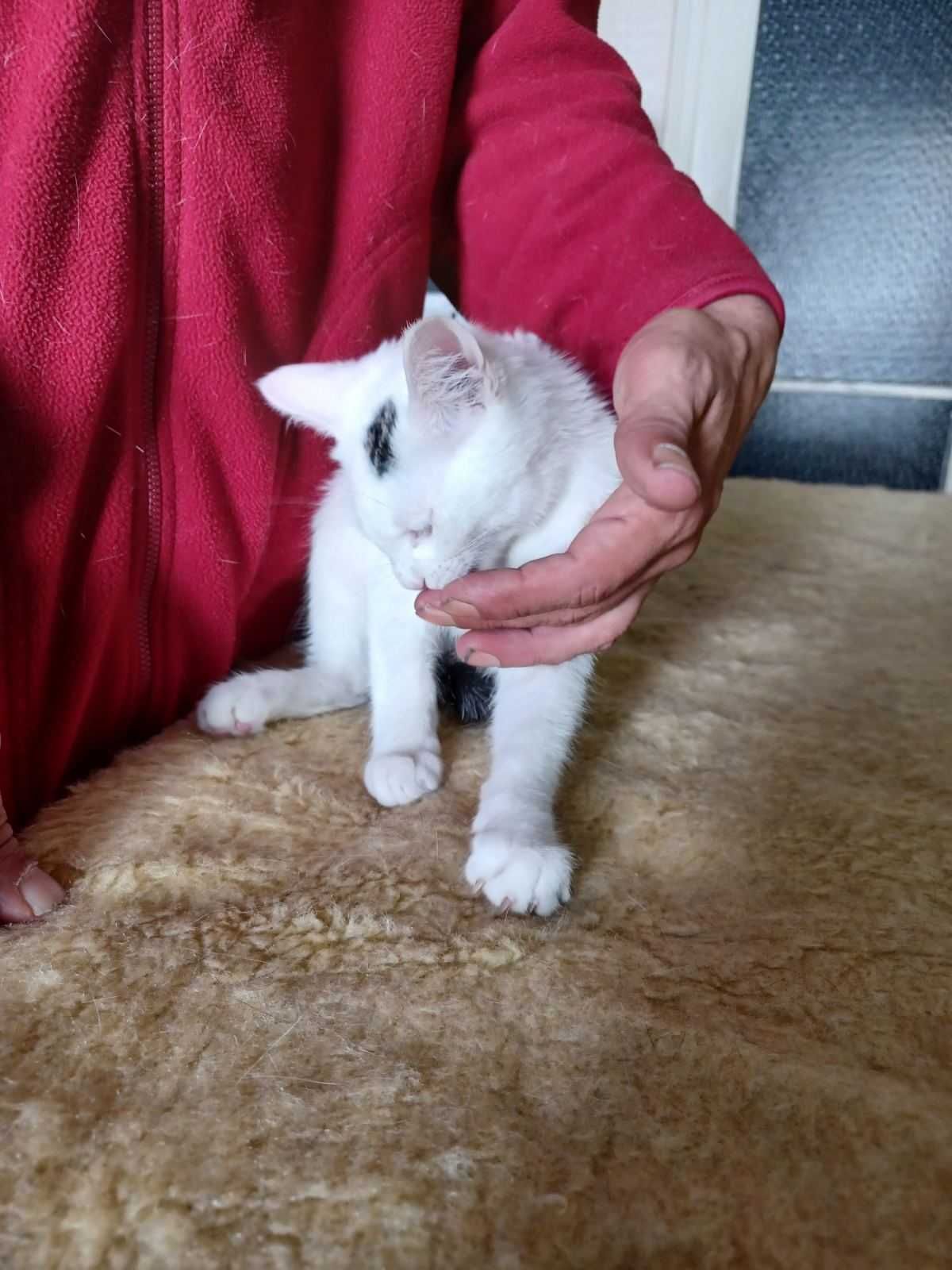 Подарявам котарак