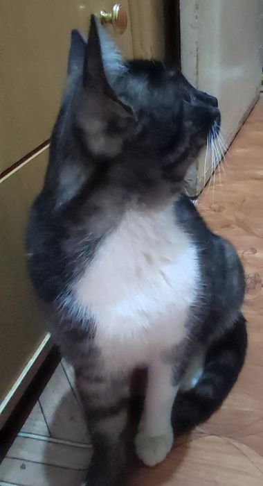 Котик в добрые руки