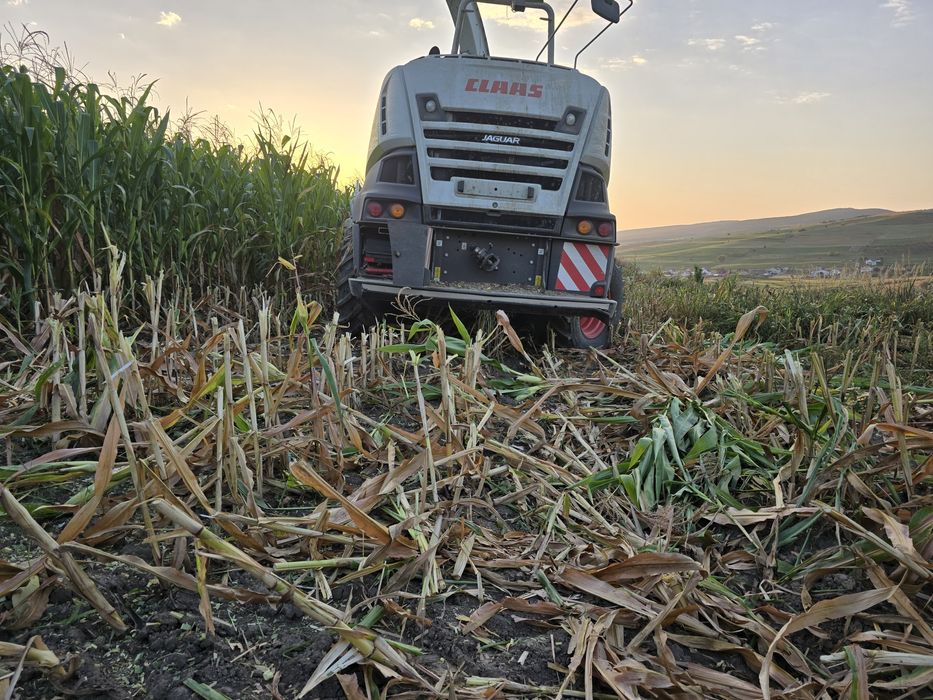 Siloz de porumb deosebit