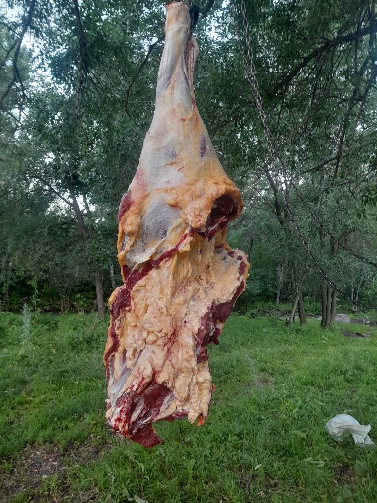 Говяжый мясо , і