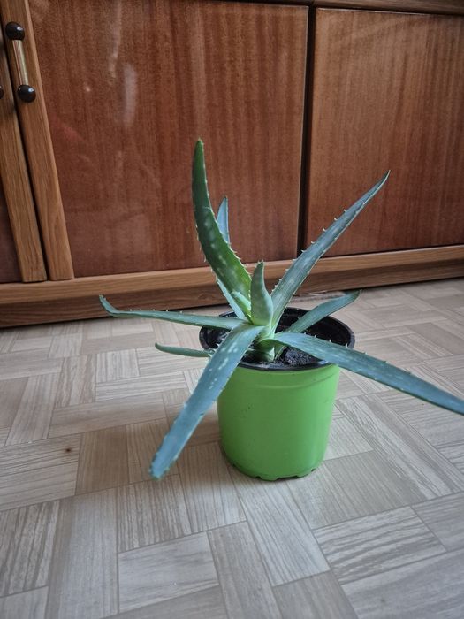 Алое вера и алое столетник