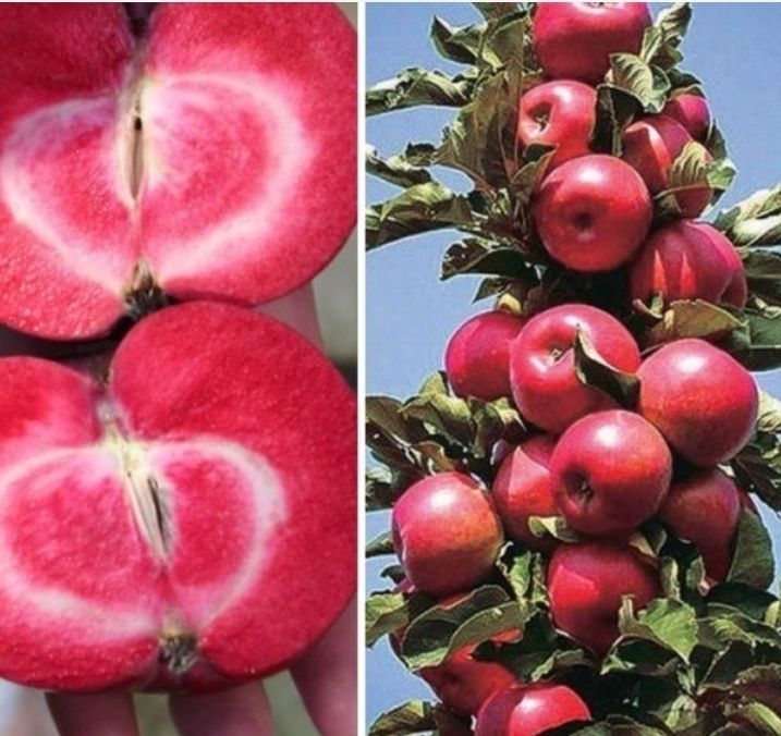 Mar (Redlove Circe )