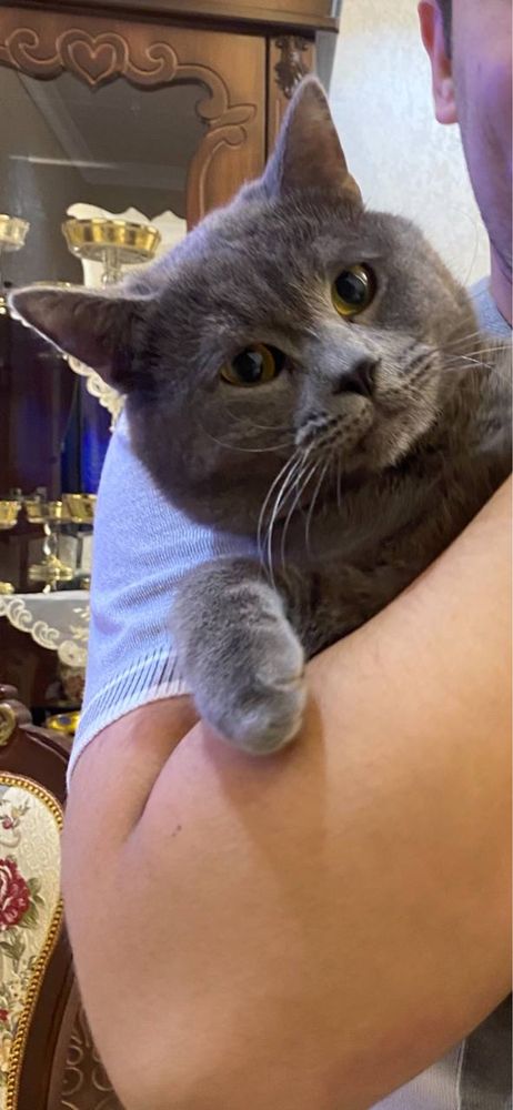 British shorthair Бритиш