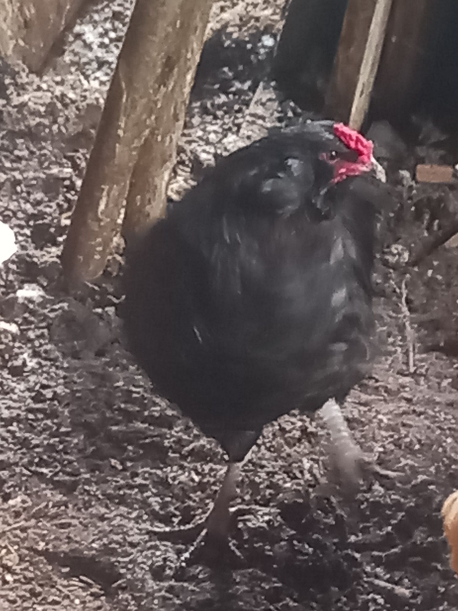 Vand cocoș Araucana cu favoriți, negru 2023