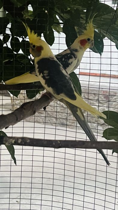 Karella  srochniy + Kletka + dublonka tuxum qoygan