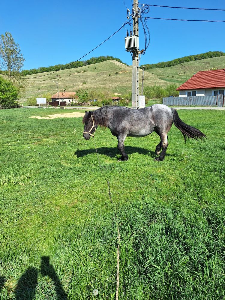 Vand iapa de 5 ani gestanta foarte blanda si trage bine