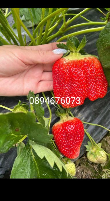 Продавам разсат ягоди