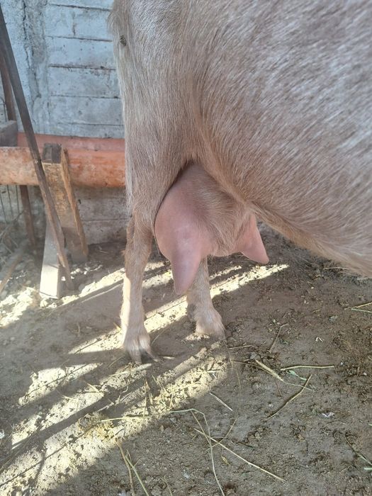 Vind capra prima fătare foarte bună de lapte douo iede si un tap sanne