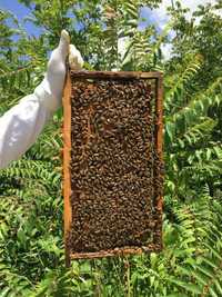Малки пчелни семейства -Отводки