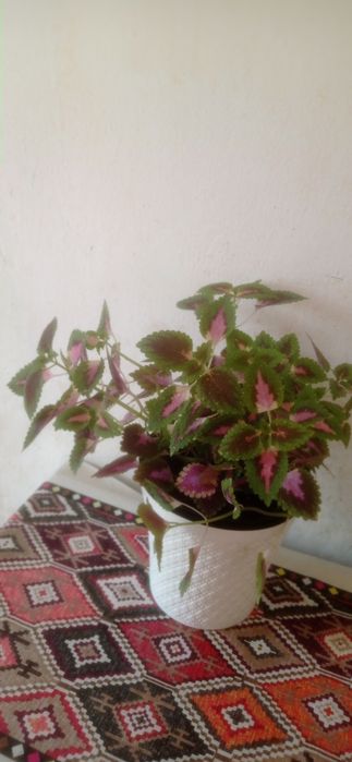 Комнатные цветы колиус