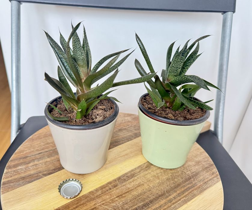 Plante pentru spatii personalizate