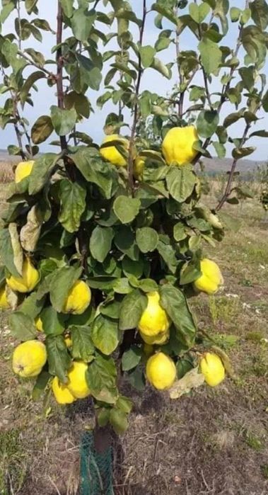 Pomi Fructiferi Columnari (Soiuri De Gutui )