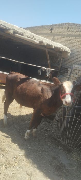 Paroda buqachala sotiladi