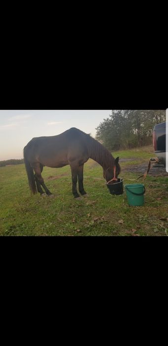 Vând sau schimb un cal preț 70 ușor negociabil