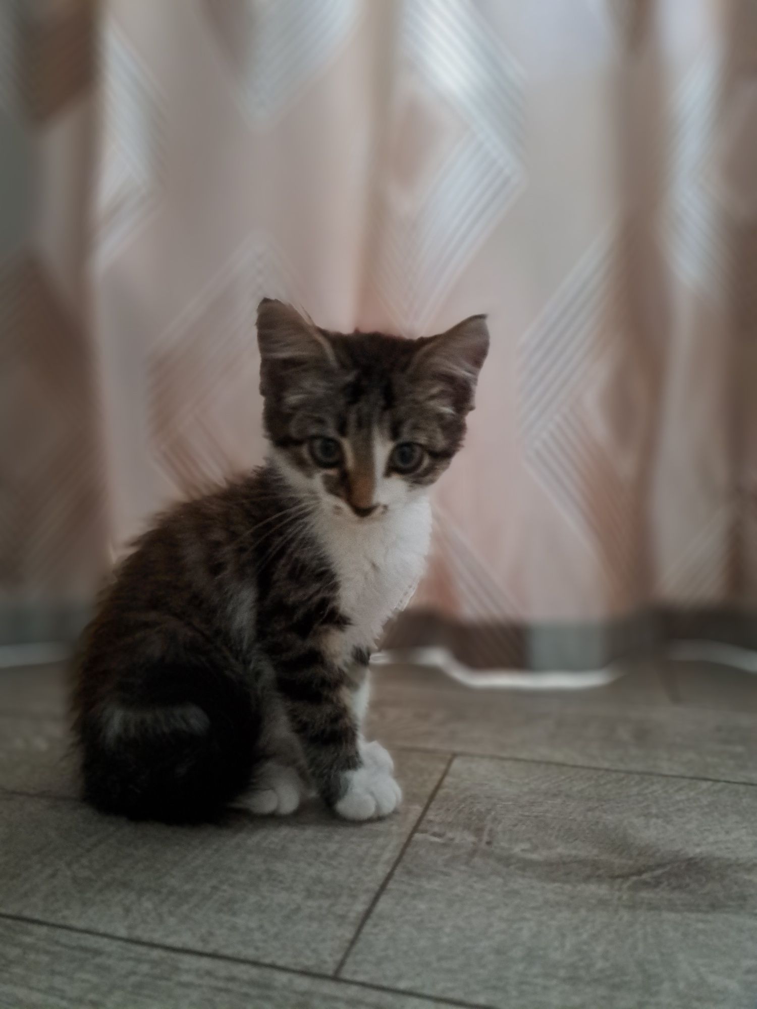 Отдам котёнка мальчика