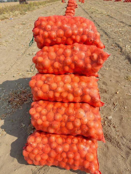 Продам лук оптом хороший для хранение