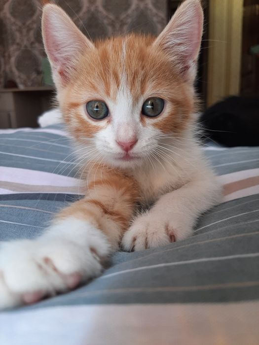 Отдадим котят в хорошие руки