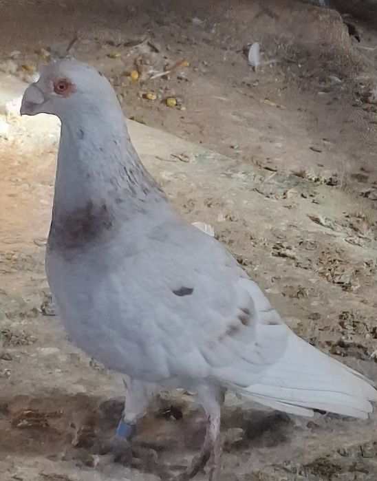 Porumbei carunculati de Oradea