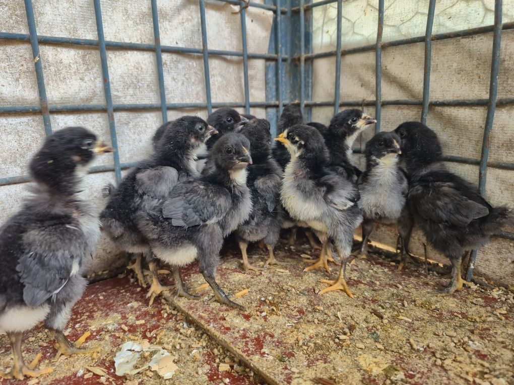 Кора Шахзода Жужалар