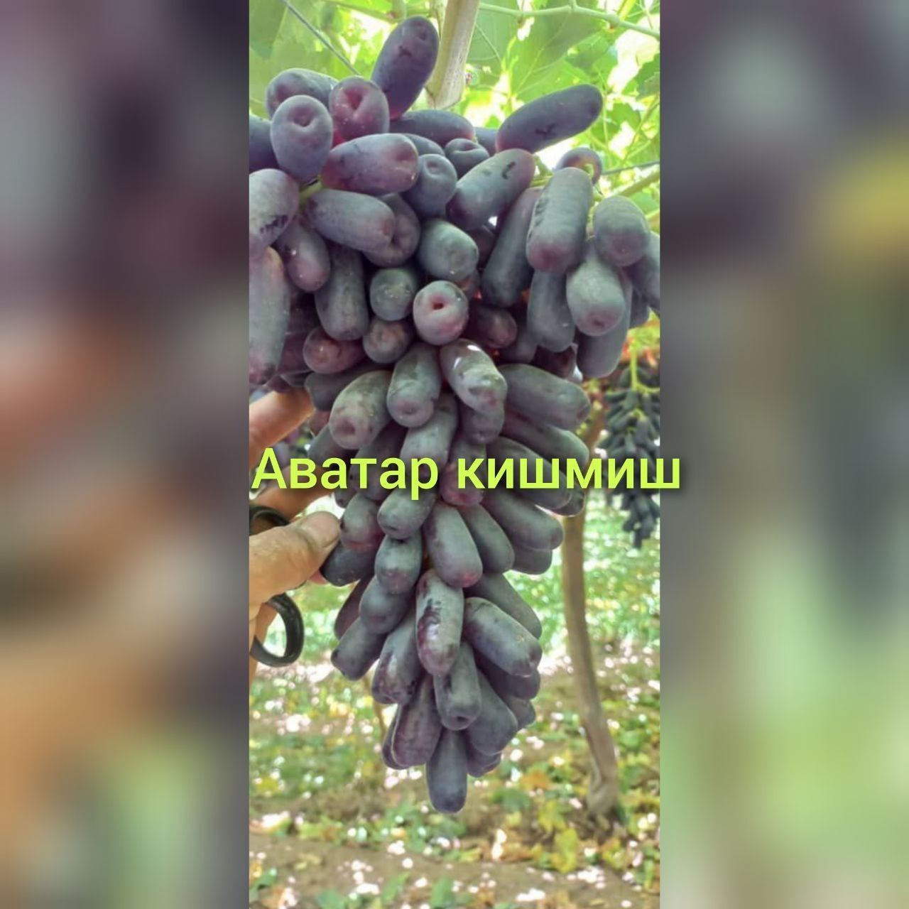 Optom Ko'chatlar navoiy xatirchida