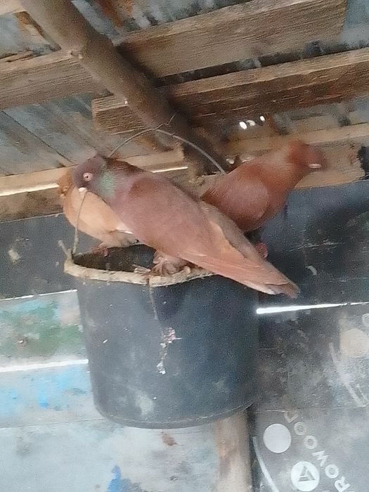 Pporumbei jucători și misirlii de vânzare