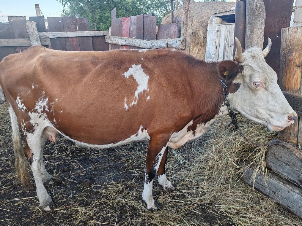Продам корову дойную