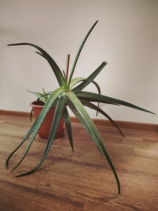 Продам алоэ вера