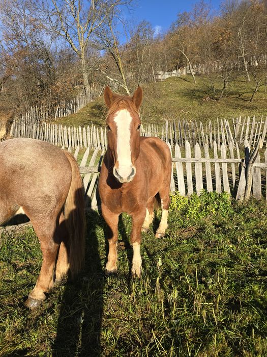 Vand cal foarte cuminte