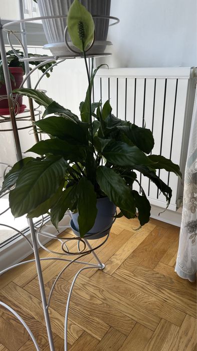 Комнатные цветы