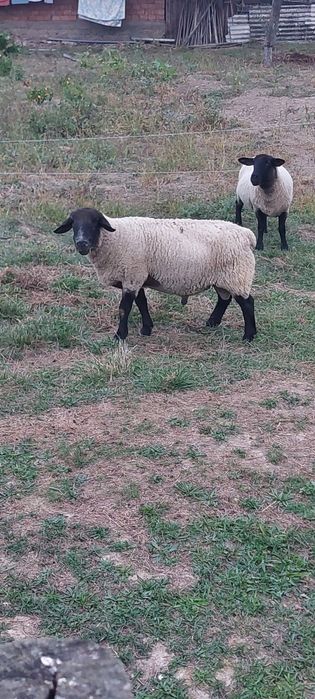 Berbecii suffolk
