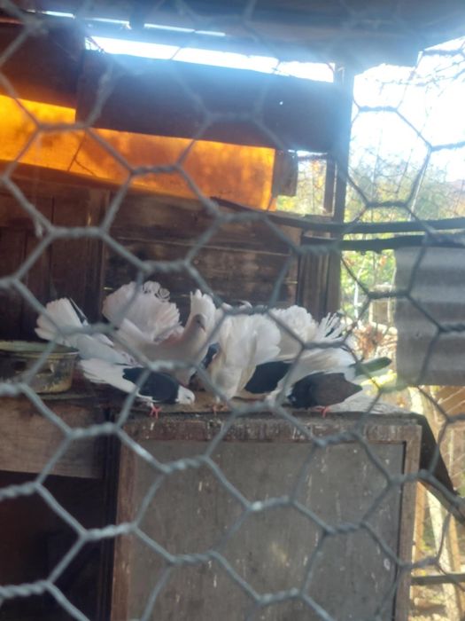 Гълаби фенерлии и играчи .