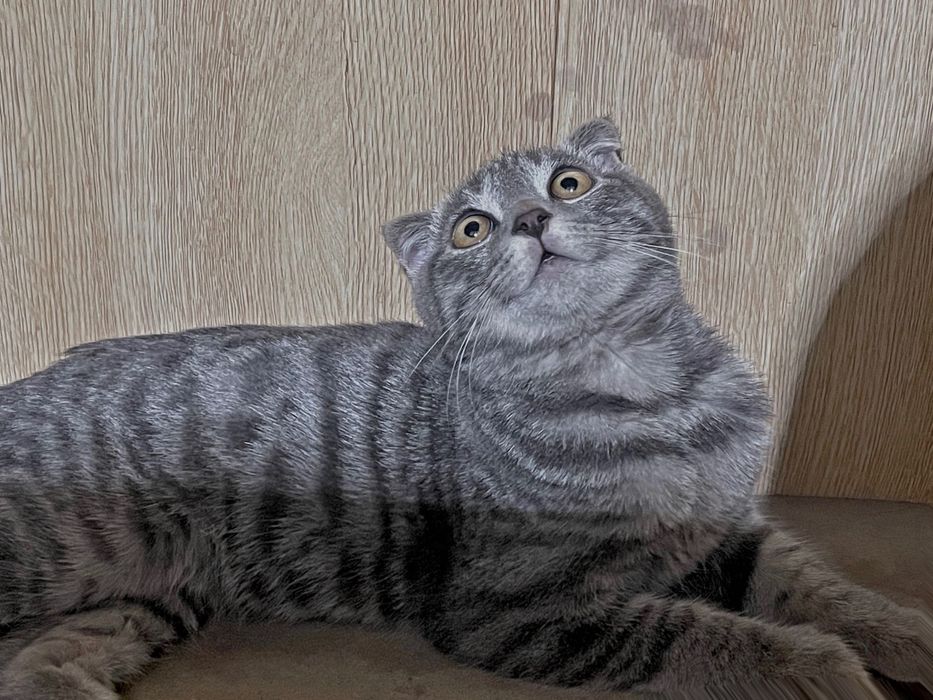 Котик вислоухий.