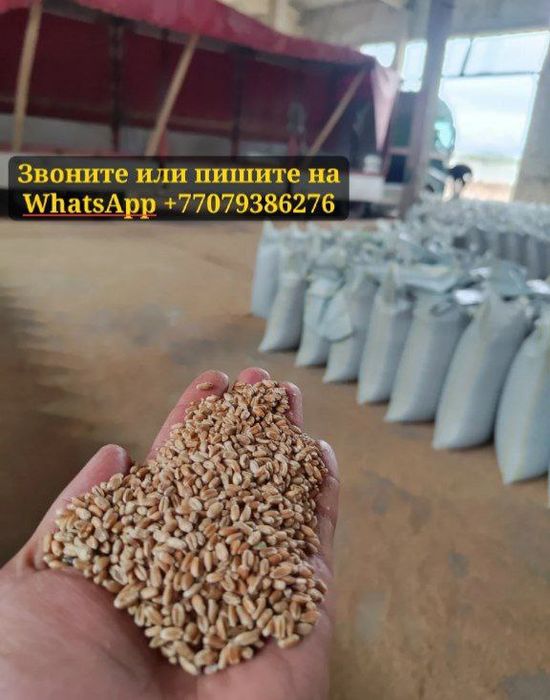 Продам пшеницу Бидай в мешках