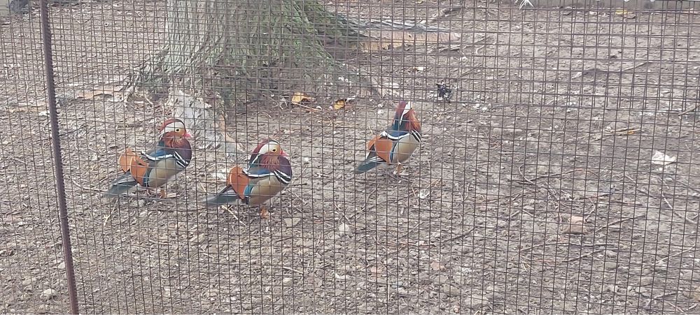 Pereche Rata mandarina