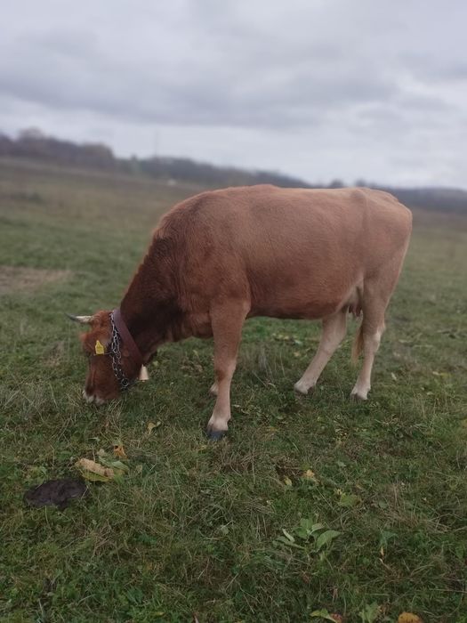 Vaca de vânzare de 4 ani